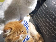 -Heymao猫咖.咖啡厅(东门店)