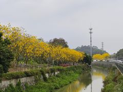 -长洲岛