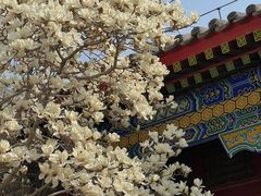 -天津大悲禅院