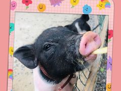 -前小桔亲子创意农场·草莓采摘·露营烧烤