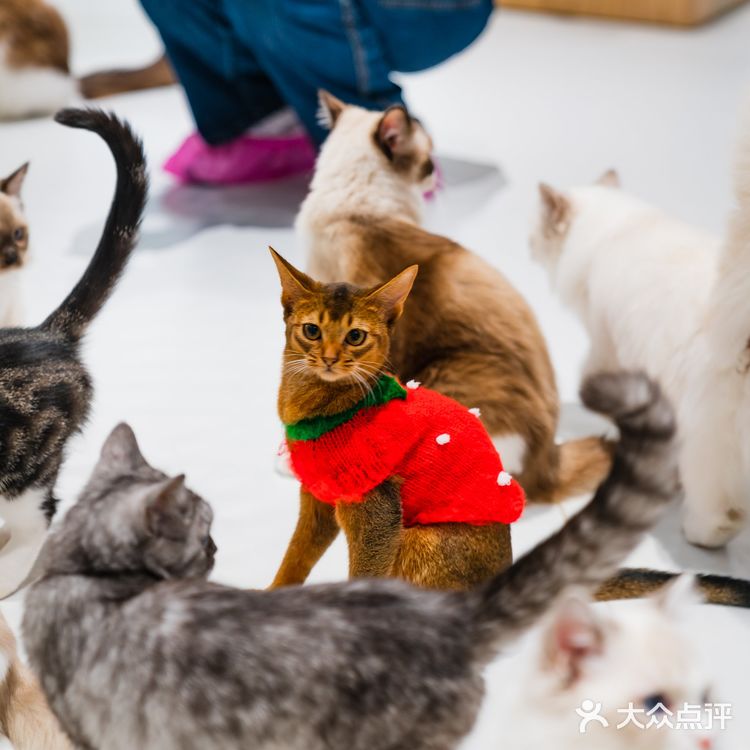 萌翻了！500m²的「猫咪游乐园」，30+只喵rua到手软！