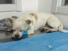 -瑞派·关忠动物医院·异宠专科·犬猫肿瘤·皮肤专科(望京店)