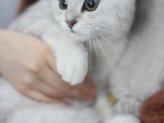 -瑞鹏宠物医院犬猫全科(真大分院)