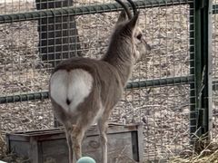 -青藏高原野生动物园
