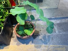 -溪岸路花鸟市场