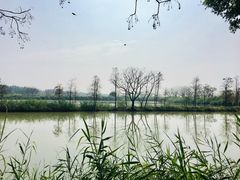 -大湾区中央湿地公园