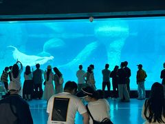 -海合安武汉极地海洋公园