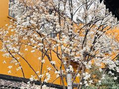 -龙华寺