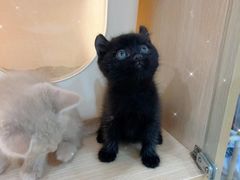 -伟伟宠物医院·瑞派猫友好医院·猫科(光谷店)