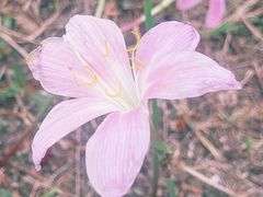 -白鹭湾湿地公园