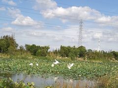 -上海长兴岛郊野公园