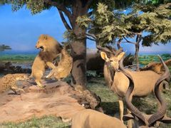 -国家自然博物馆