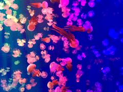 -成都浩海立方海洋公园