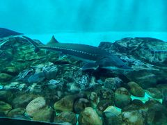 -太平洋海底世界