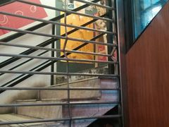 -鲜芋仙Meet Fresh(五道口店)