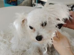 -北京观赏动物医院·24小时大型综合·猫专科·异宠专科