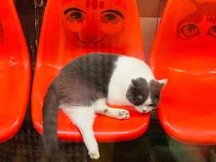 -猫咪博物馆(顶澳仔猫街店)