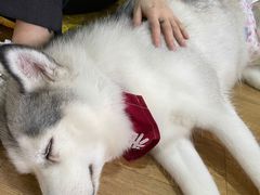 -Husky Go! 哈士奇体验馆·宠物咖啡厅狗咖