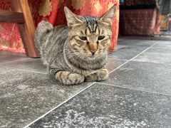 -龙华素斋(龙华路店)