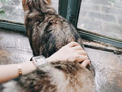 -喵屿·大理花园猫咖