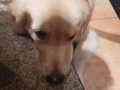 -more than meow吴止猫主题餐厅(承德 中船汇店)