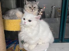 -欣宠猫屋·矮脚拿破仑·蓝金金渐层