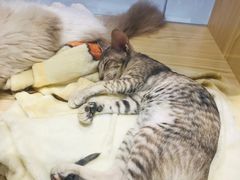 -屋虎猫馆(宝安大仟里店)