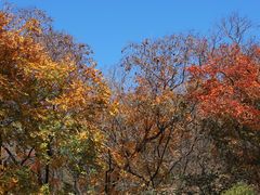 -北京西山国家森林公园