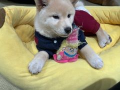 -逗柴咖啡屋·狗咖猫咖宠物桌游