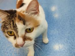 -美联众合动物医院(·中兽医·疑难杂症·严家桥分院)