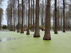 -渌洋湖湿地公园