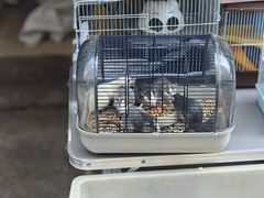 -中环花鸟鱼虫市场