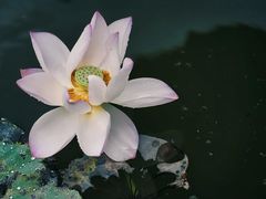 -荔枝公园(福田区)