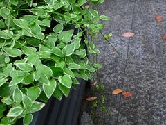 -汤山公园