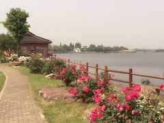 -鹅湖玫瑰文化园
