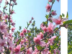 -常德桃花源景区