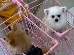 -怪兽屋·羊驼·猫咖·狗咖(俊华广场店)