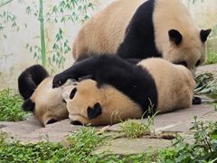 -中国大熊猫保护研究中心雅安碧峰峡基地