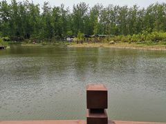 -合肥滨湖国家森林公园