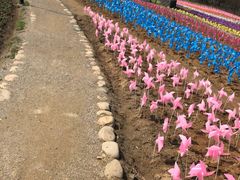 -杭州湾海上花田景区