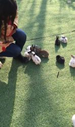 -萌宠亲子动物乐园(槐房万达店)