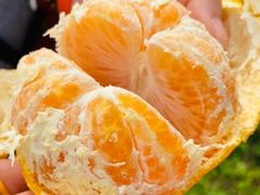 -前小桔亲子创意农场·草莓采摘·露营烧烤