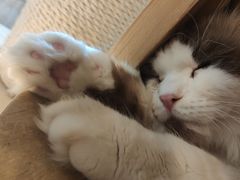 -遇见羊驼·奶狗咖·布偶猫咖·法斗柯基柴犬阿拉斯加(春熙路太古里IFS店)
