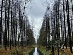-荷兰花海