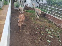 -丽泽山庄·生态怀柔菜·虹鳟鱼(红螺寺店)