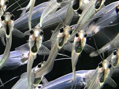 -迪拜水族馆及水下动物园