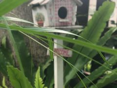 -清迈女子监狱马杀鸡(无分店)