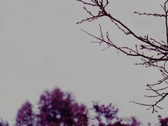 -火炉山森林公园
