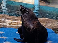 -海合安成都极地海洋公园