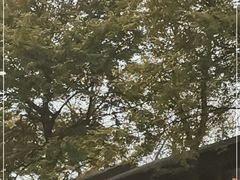 -茶颜悦色(岳麓山顶店)